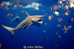 On a Shark dive with about twenty Black Tips around when ... by John Miller 